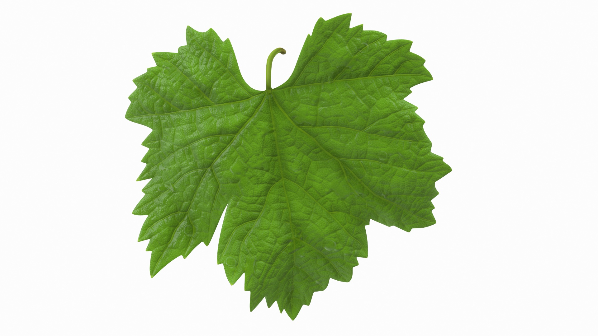 leaves 8 3D model https://p.turbosquid.com/ts-thumb/LD/qROdrH/x6tQgk7U/grape_leaf_360/jpg/1600066903/1920x1080/turn_fit_q99/d4e10f6ef9b9701f4ab8f1256bc0e4fc478db493/grape_leaf_360-1.jpg