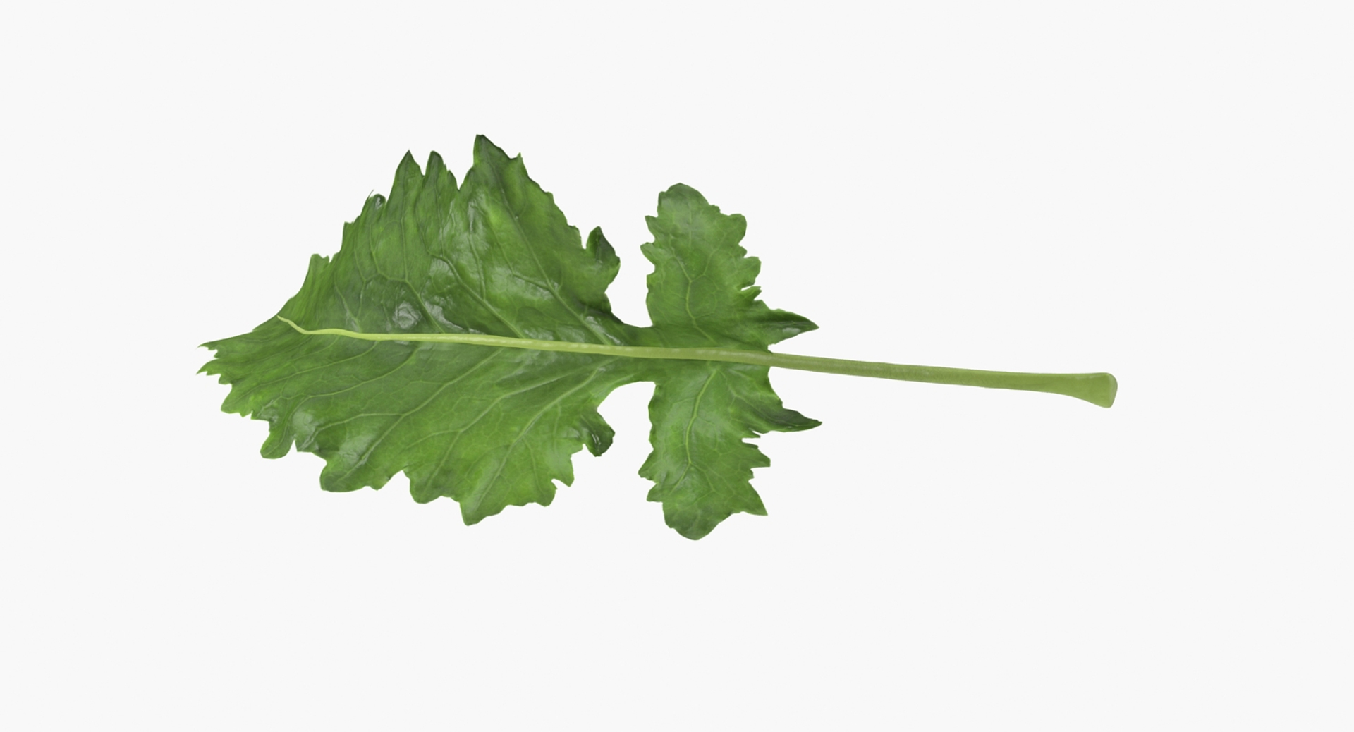 leaves 8 3D model https://p.turbosquid.com/ts-thumb/LD/qROdrH/xuB6gipd/kohlrabi_leaf_360/jpg/1600067163/1920x1080/turn_fit_q99/c83281599d1997b1ac41f1ae5bd54894dc17e78e/kohlrabi_leaf_360-1.jpg