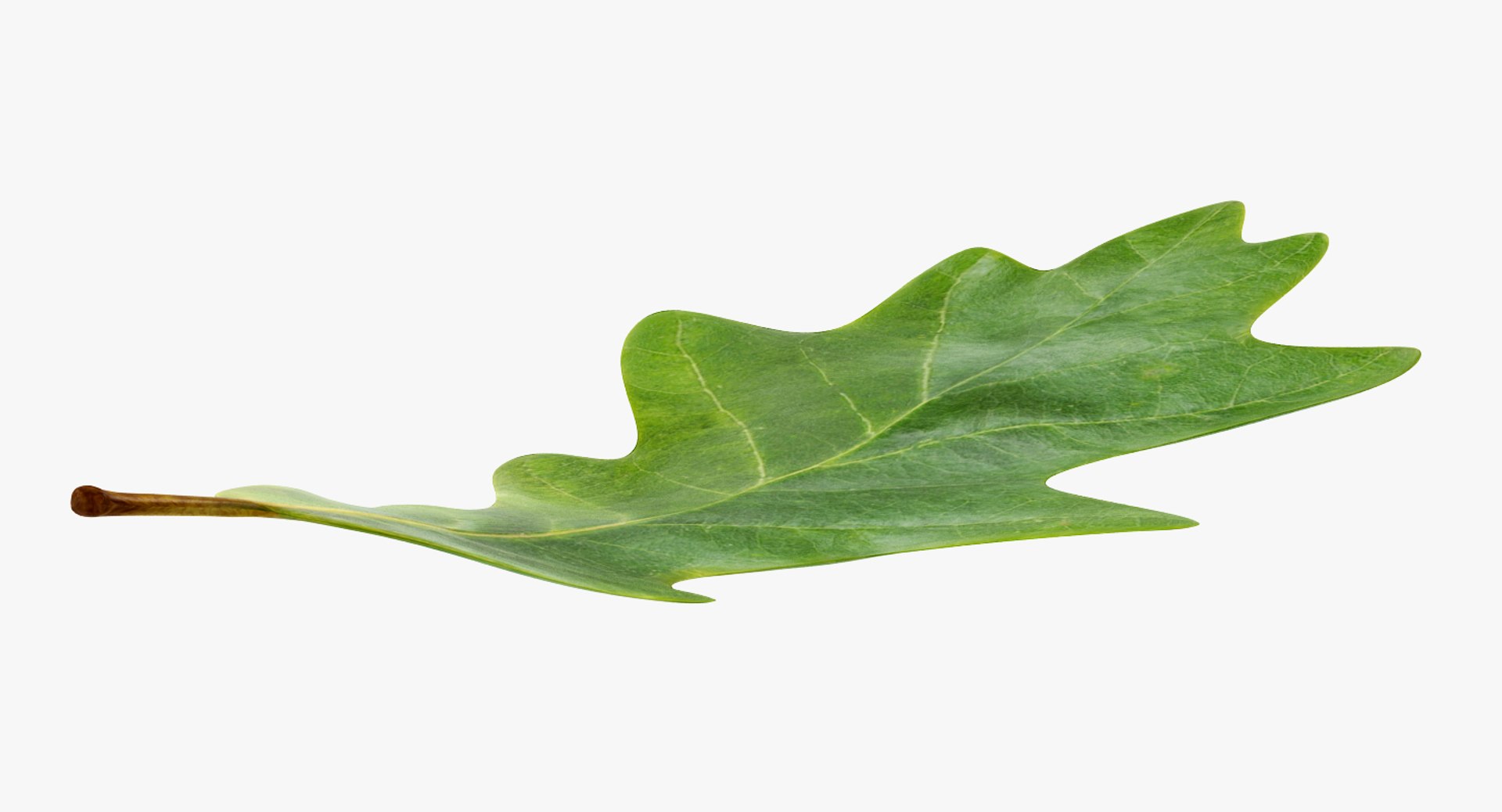 leaves 8 3D model https://p.turbosquid.com/ts-thumb/LD/qROdrH/z9ELkfar/leavescollection8vray3dmodel046/jpg/1600069024/1920x1080/fit_q87/0973bd7786356895a19616269a729cdc93af7c4b/leavescollection8vray3dmodel046.jpg