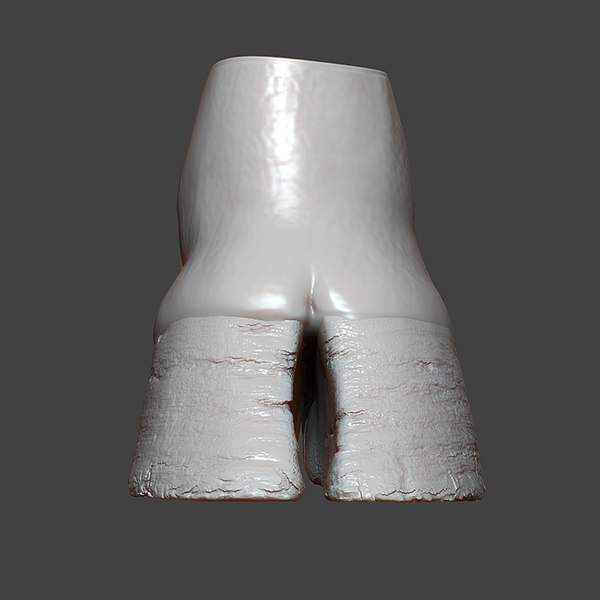 Bull Hoof Highpoly Sculpt 3D