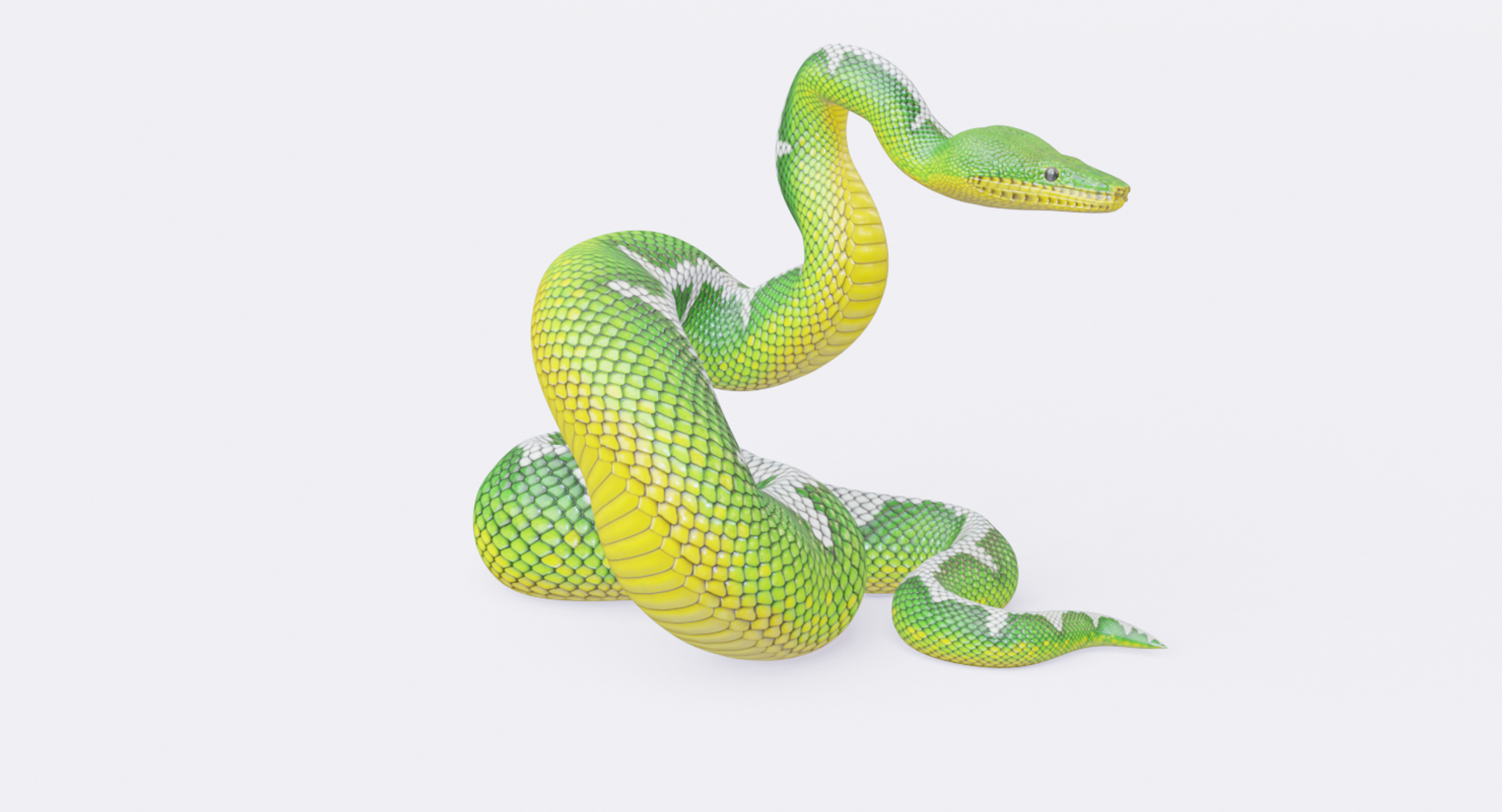 3D Animated Pythons Volume 2 - TurboSquid 1820397