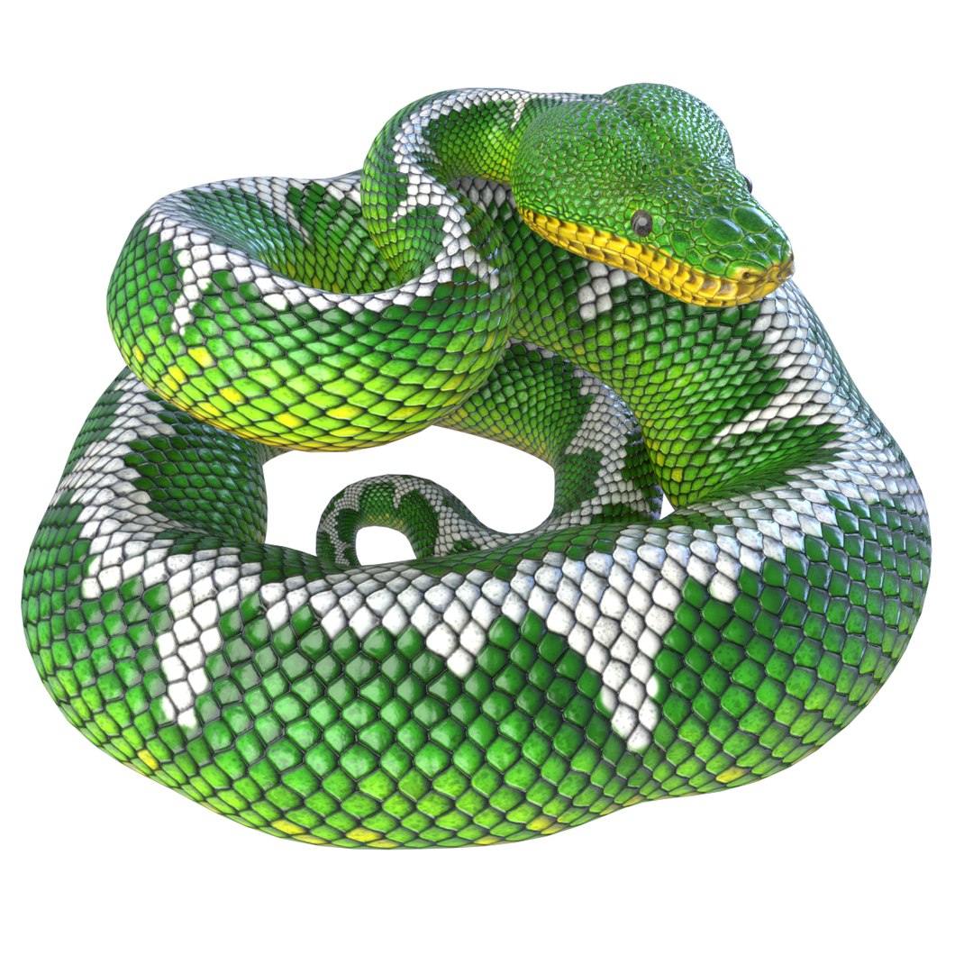 3D Animated Pythons Volume 2 - TurboSquid 1820397