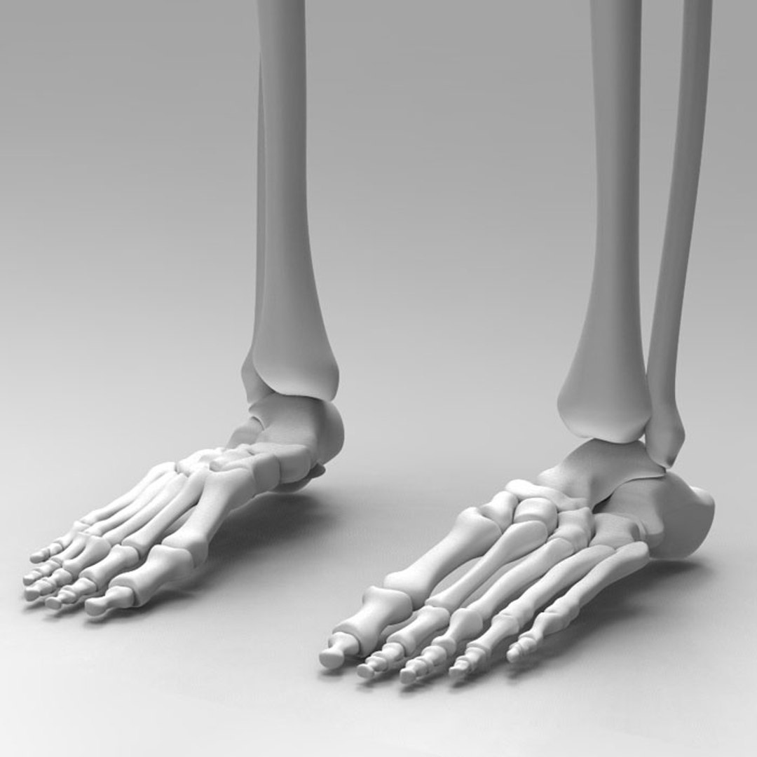 human leg skeleton 3d model
