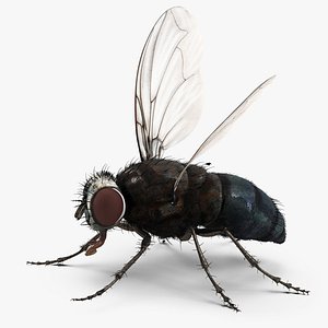 3d fly rigged fur model