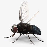 Fly Rigged with Fur 3D Model