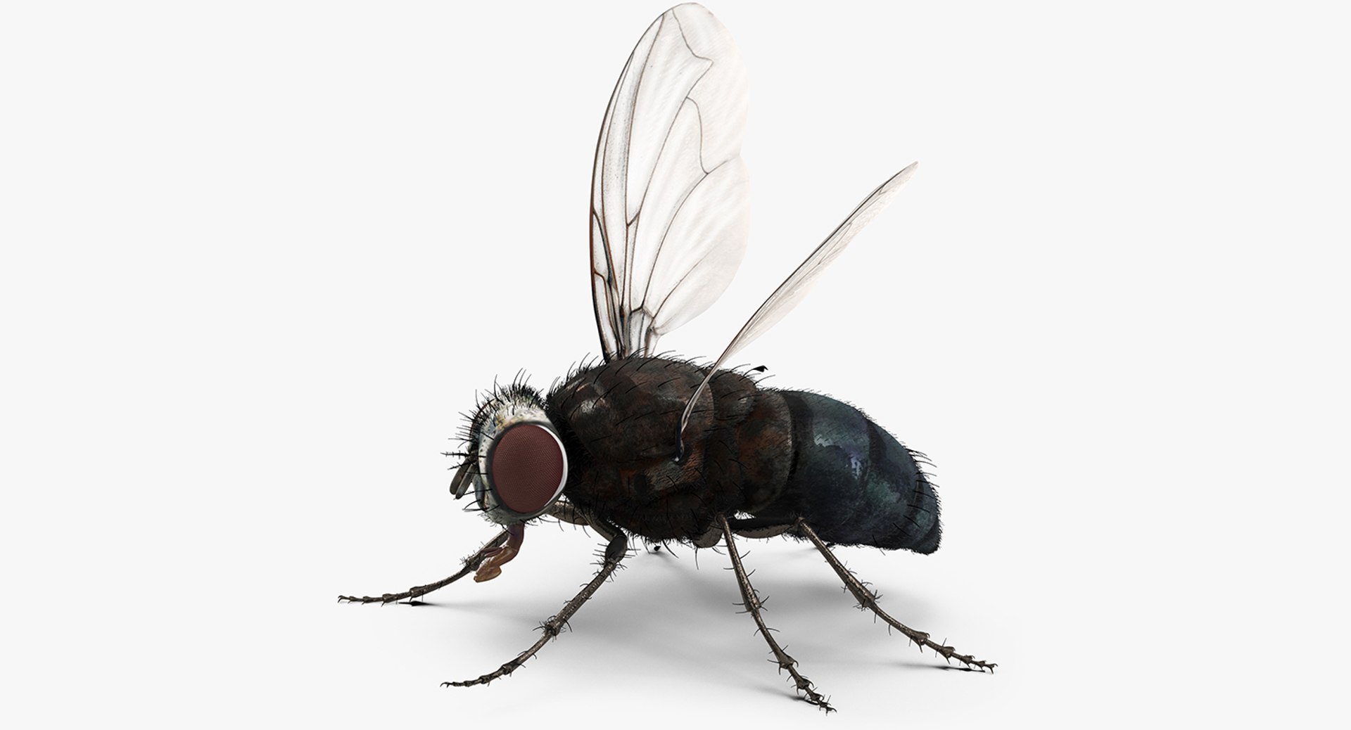 Fly Rigged with Fur 3D Model 3D model preview