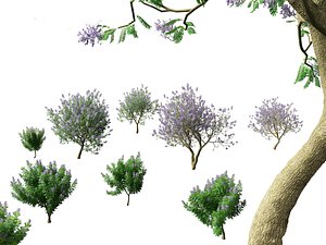 Jacaranda mimosifolia - Jacaranda model
