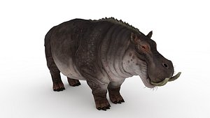 Hippopotamus 3D model