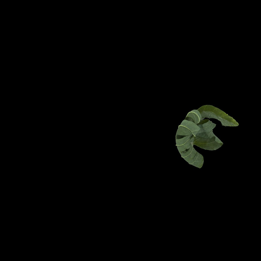 3D model flowers open https://p.turbosquid.com/ts-thumb/LF/NpwabY/96FnQ8yD/05/jpg/1594466431/1920x1080/fit_q87/4c54d9a436517b61bd309a3ec626274cf693d870/05.jpg