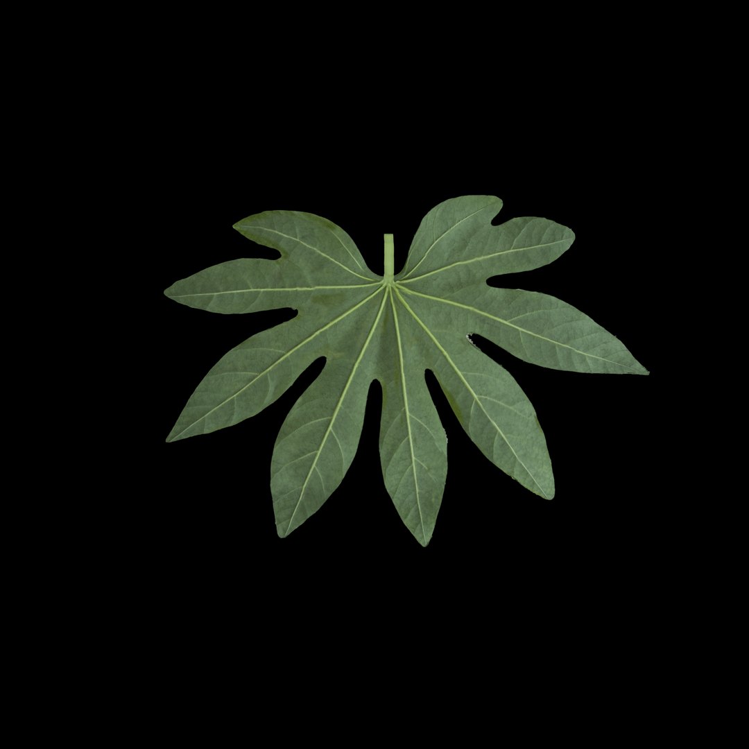3D model flowers open https://p.turbosquid.com/ts-thumb/LF/NpwabY/EdxwPjWi/00/jpg/1594466362/1920x1080/fit_q87/aabd1fe96f7c29ccab4f24a5d07def1b54c4e123/00.jpg