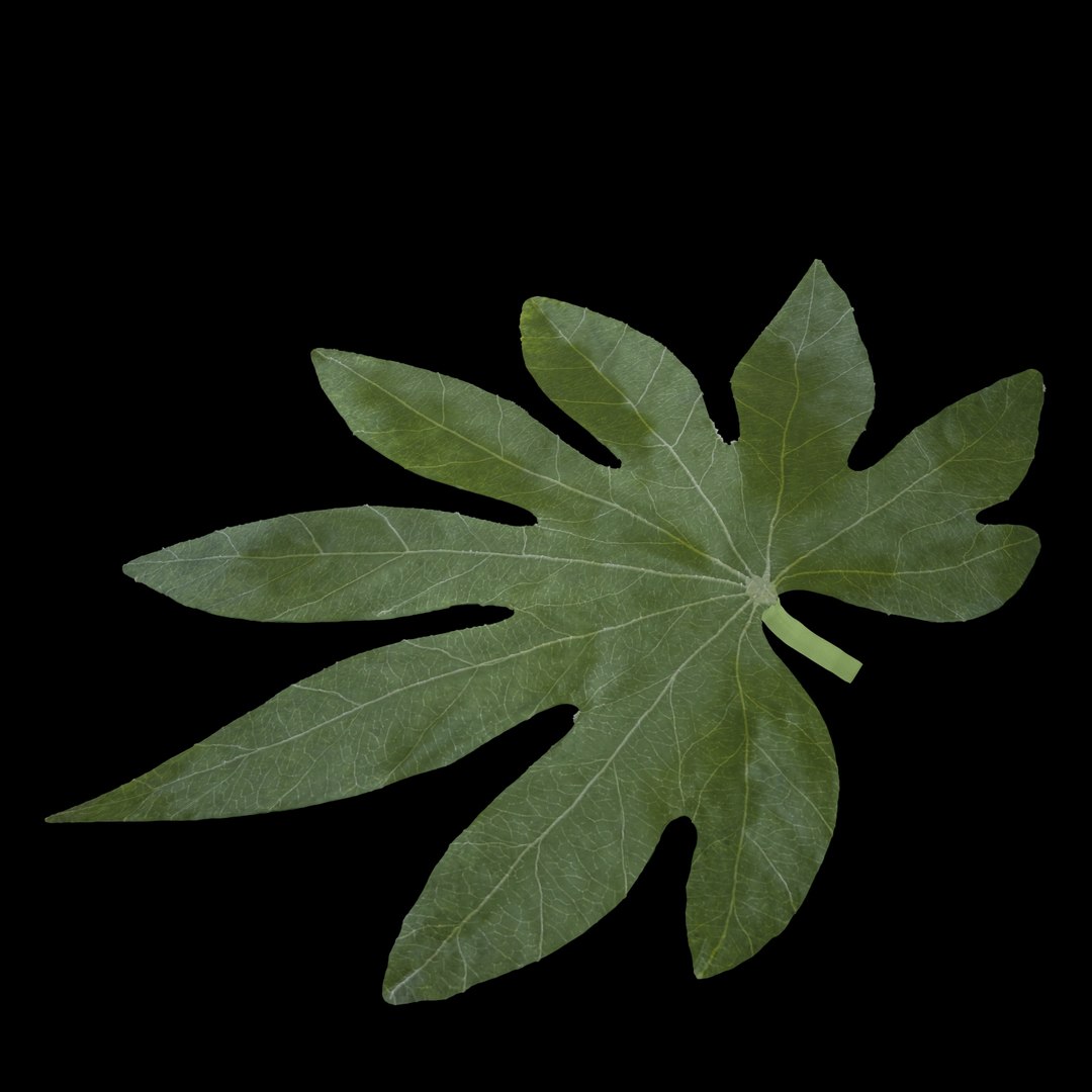 3D model flowers open https://p.turbosquid.com/ts-thumb/LF/NpwabY/LeGNbS1r/011/jpg/1594466591/1920x1080/fit_q87/87bffd3e9a8638628a3700849fb9d09748d861ee/011.jpg