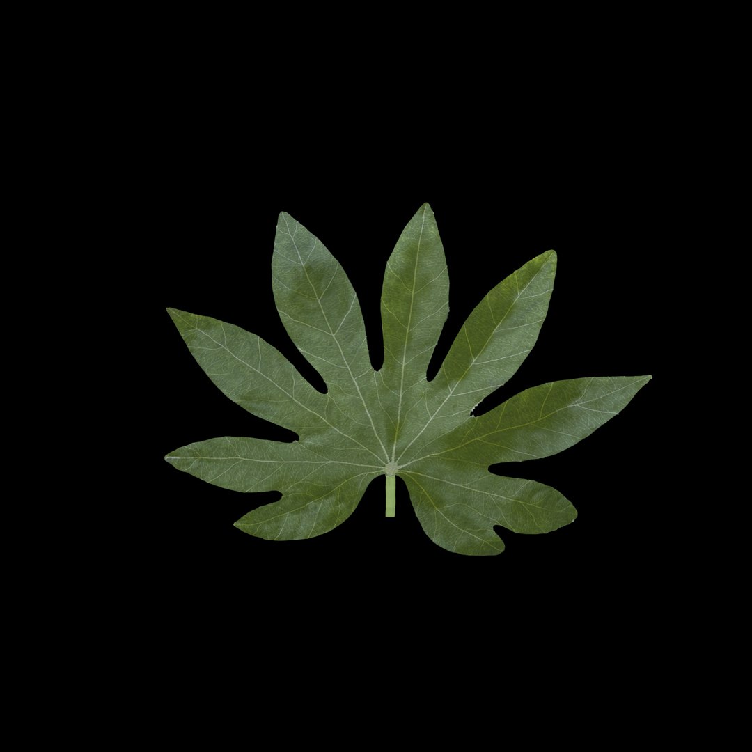 3D model flowers open https://p.turbosquid.com/ts-thumb/LF/NpwabY/USQxNRiC/01/jpg/1594466336/1920x1080/fit_q87/76ea6def3aff40501e2fab4cadfaac5f3fbaa0f9/01.jpg