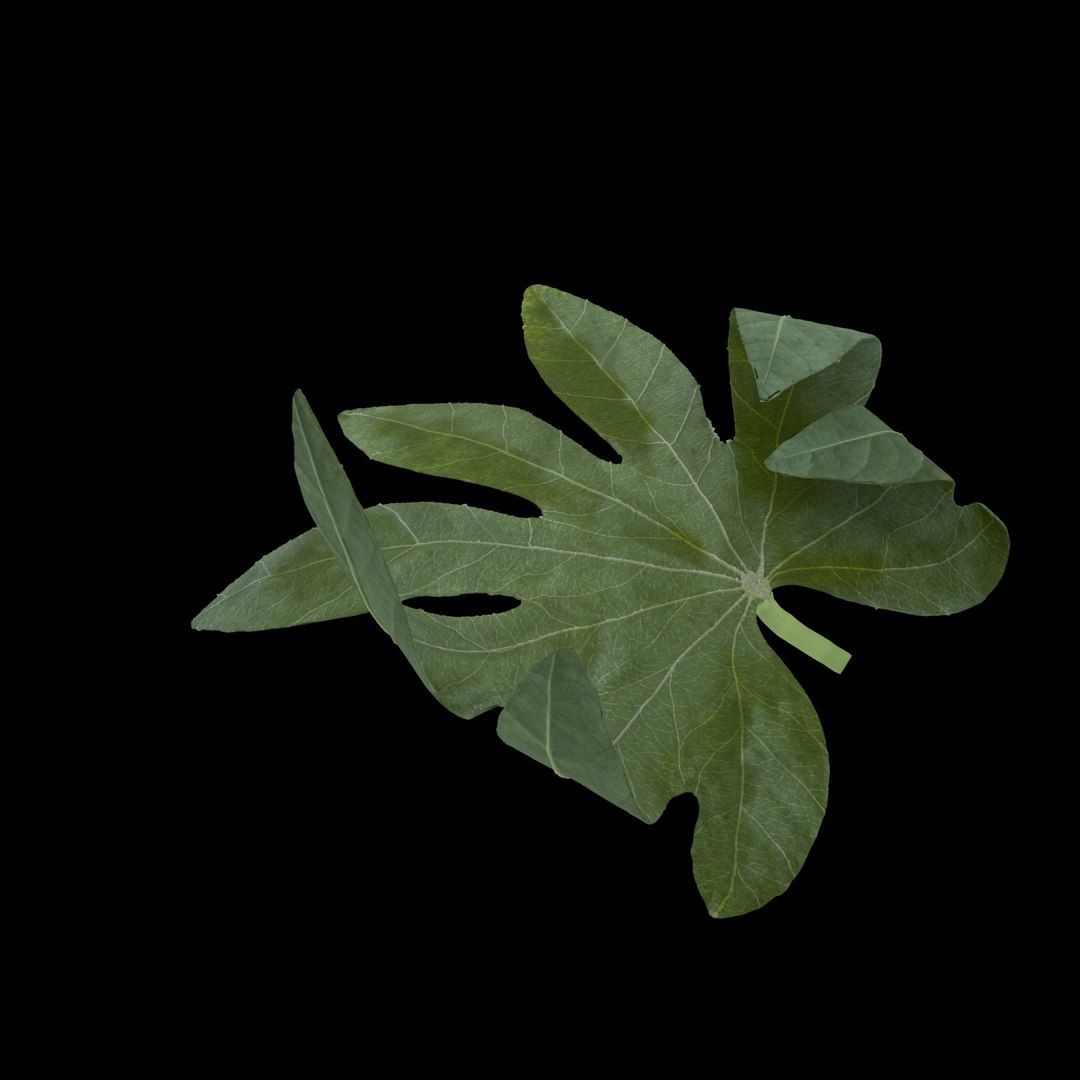 3D model flowers open https://p.turbosquid.com/ts-thumb/LF/NpwabY/g8OFtCq9/09/jpg/1594466535/1920x1080/fit_q87/e9894aa85d3574a9f620b845375dc2a3db4fd19b/09.jpg