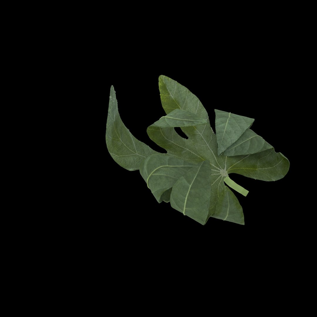 3D model flowers open https://p.turbosquid.com/ts-thumb/LF/NpwabY/htrrVjQH/07/jpg/1594466471/1920x1080/fit_q87/4b8239f84101a2a8ffc6ea6869a6eb79c58ae737/07.jpg