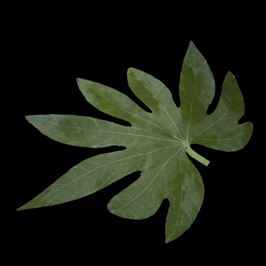 3D model flowers open https://p.turbosquid.com/ts-thumb/LF/NpwabY/slSBBZ03/010/jpg/1594466563/1920x1080/fit_q87/3bdfedbce4d5d0af7321d294c338835547b9a731/010.jpg