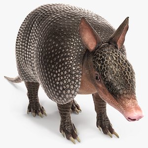 Armadillo Black