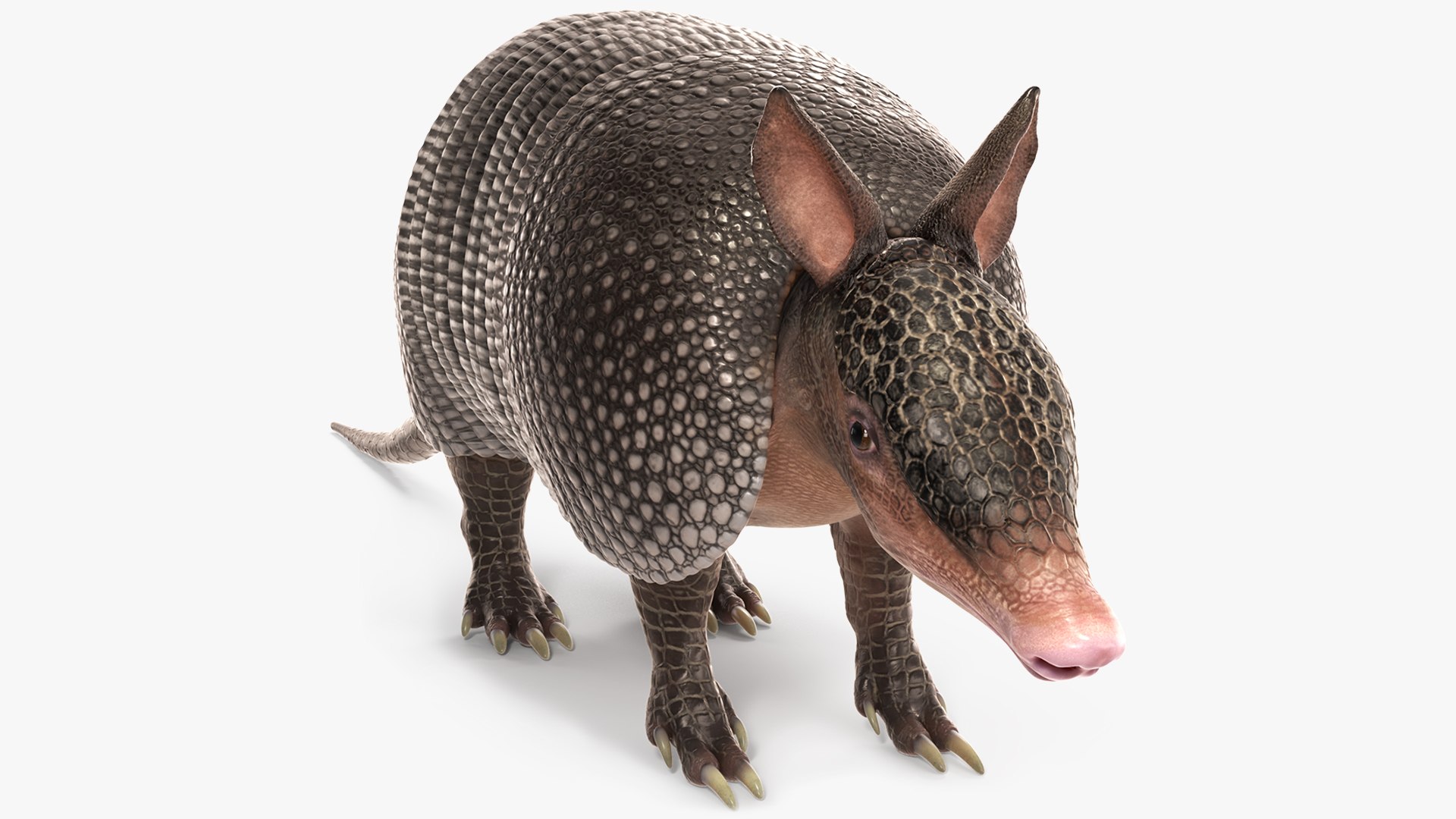 Armadillo Black 3D model preview
