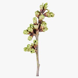 3D Umlmus Glabra Huds Wych Elm Ulmaceae Sprout Remastered