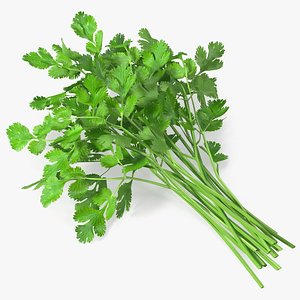 Cilantro Bunch
