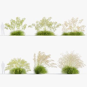 Stipa gigantea Golden oat 3D Model 02