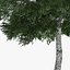 5 Downy Birch Trees