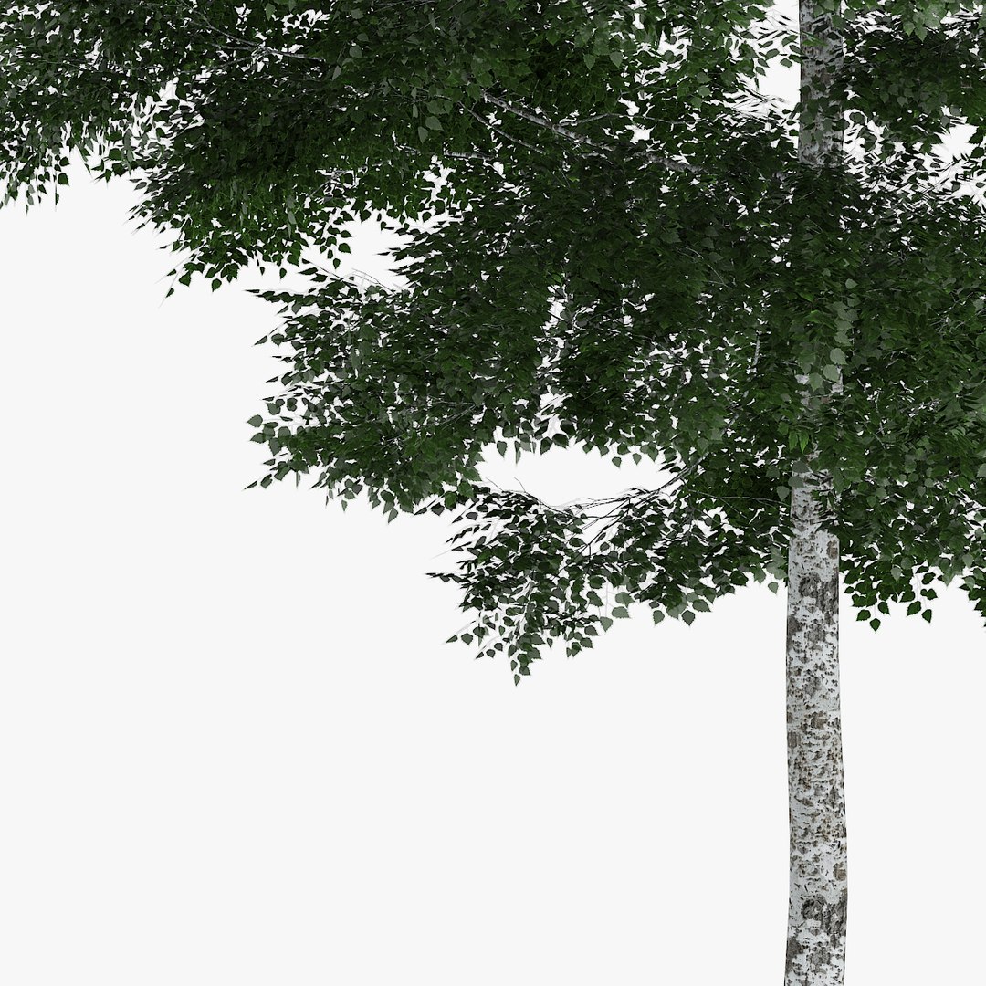 3d downy birch trees https://p.turbosquid.com/ts-thumb/LF/YYjCwd/EDLNKLwi/1205/jpg/1442552314/1920x1080/fit_q87/9c24f3176ba604d50d93c903d717d1c35fb79fbb/1205.jpg