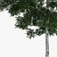 5 Downy Birch Trees
