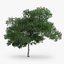 5 Downy Birch Trees
