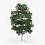 5 Downy Birch Trees