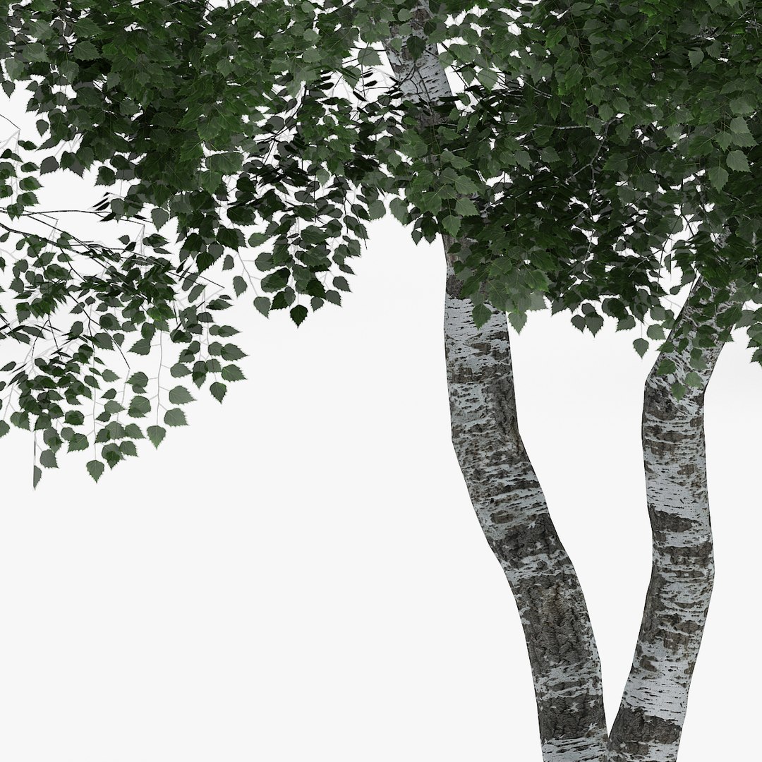 3d downy birch trees https://p.turbosquid.com/ts-thumb/LF/YYjCwd/QUJP9UXJ/1105/jpg/1442552314/1920x1080/fit_q87/f0f6c7a68d531c9259a691748ca2ffcf8f5f0bea/1105.jpg