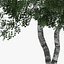 5 Downy Birch Trees