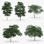 5 Downy Birch Trees
