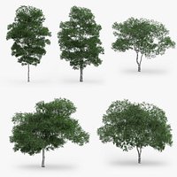 5 Downy Birch Trees