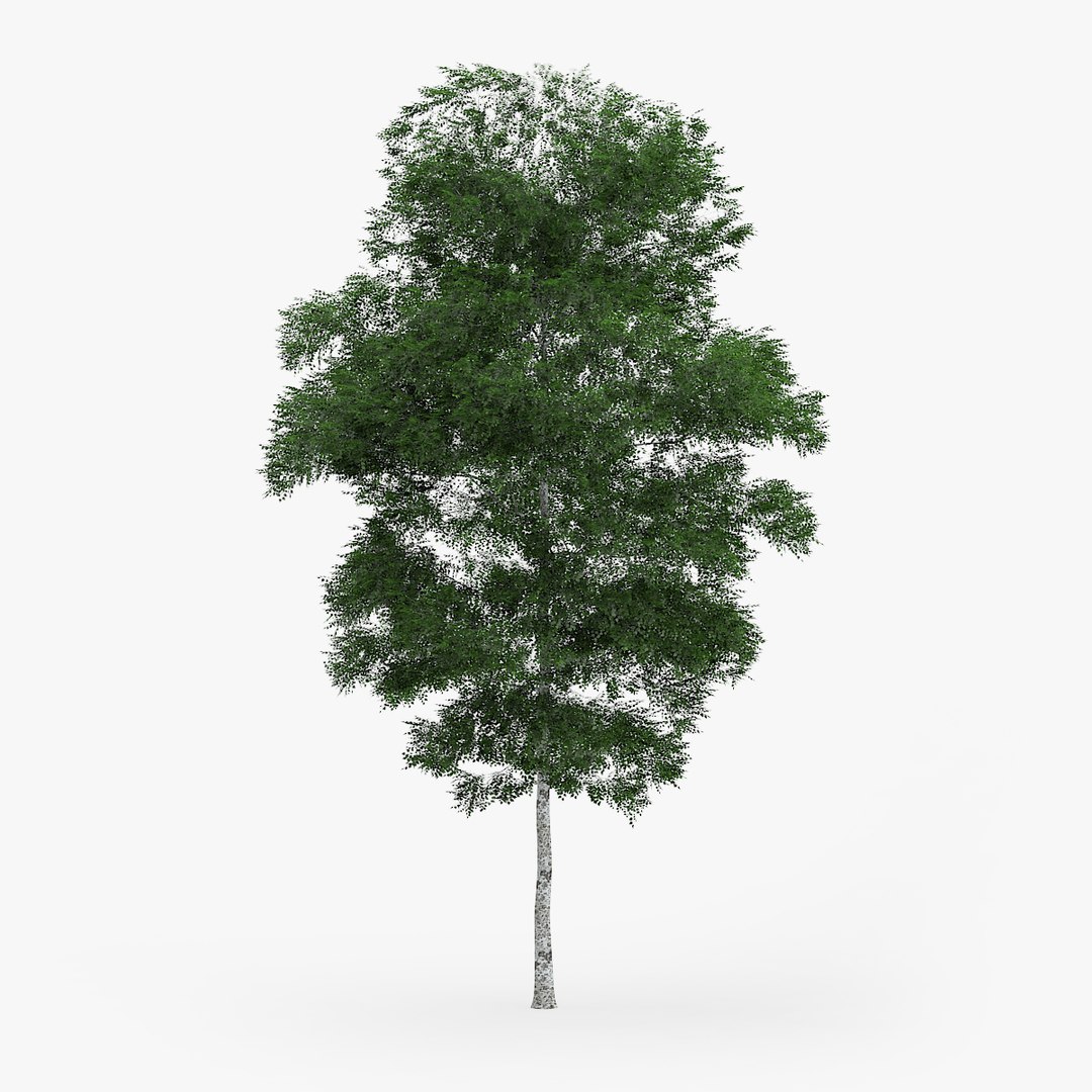 3d downy birch trees https://p.turbosquid.com/ts-thumb/LF/YYjCwd/ql4wUd1x/1201/jpg/1442552314/1920x1080/fit_q87/c51975c336d13e2f9c617c0d84bb7099834027bc/1201.jpg