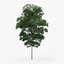 5 Downy Birch Trees