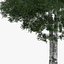 5 Downy Birch Trees