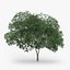 5 Downy Birch Trees