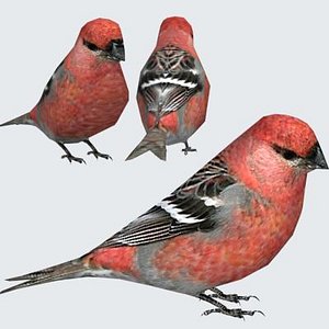 Pine Grosbeak