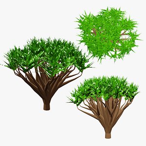 Cinnabari Socotra Dragon Blood Dracaena Tree