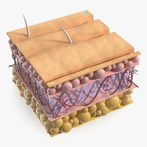 Human Skin Aging Cross-Section with Hair Roots 3D model