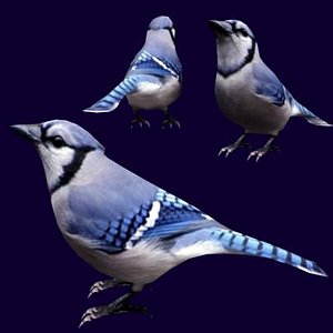 Blue Jay
