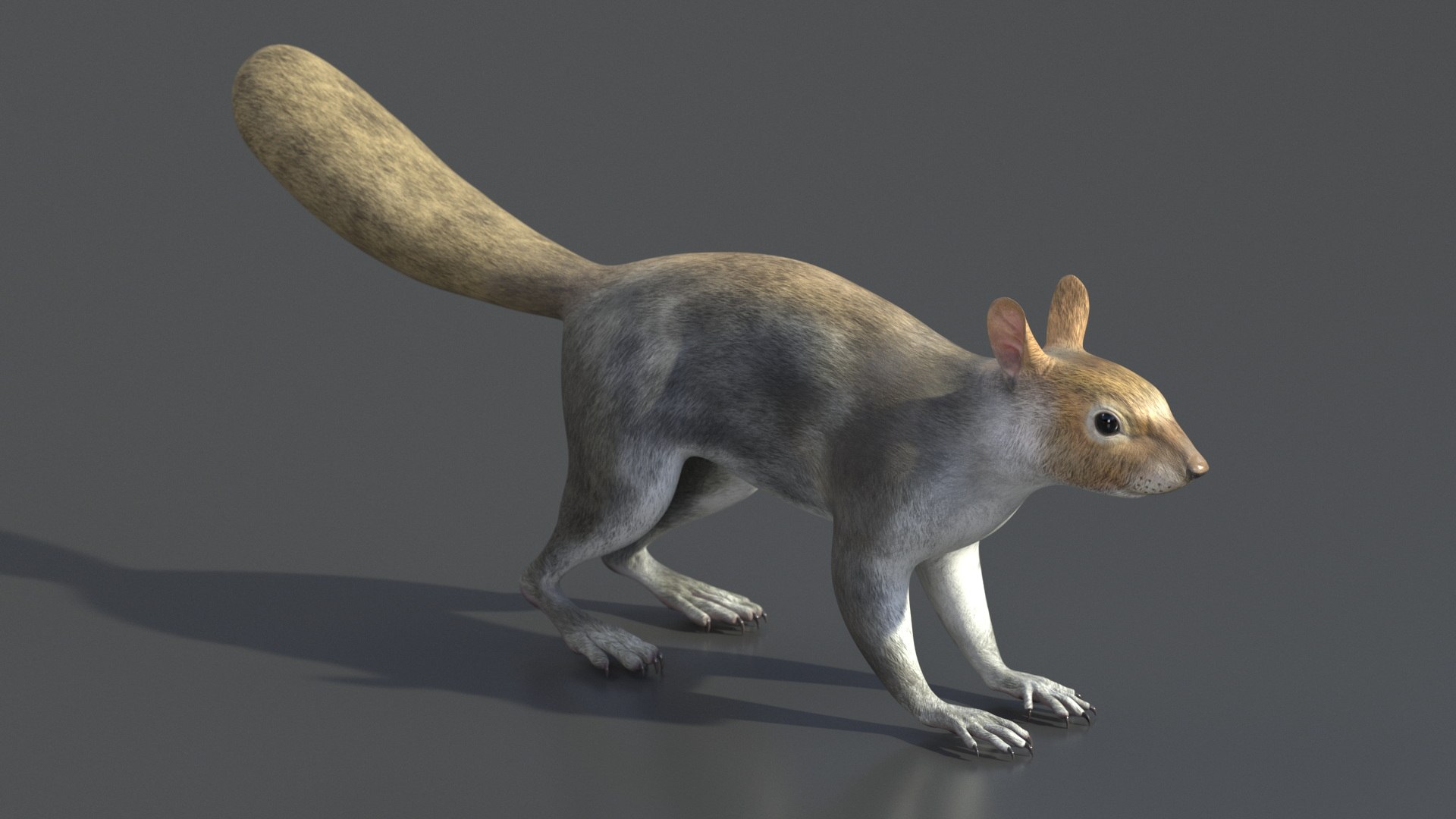 Gray Squirrel 3D https://p.turbosquid.com/ts-thumb/LF/zWorsU/21/graysquirrelvray3dmodel008/jpg/1721772938/1920x1080/fit_q87/20d88d7e7057c45a6201701a79b2493575d49f4d/graysquirrelvray3dmodel008.jpg