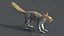 Gray Squirrel