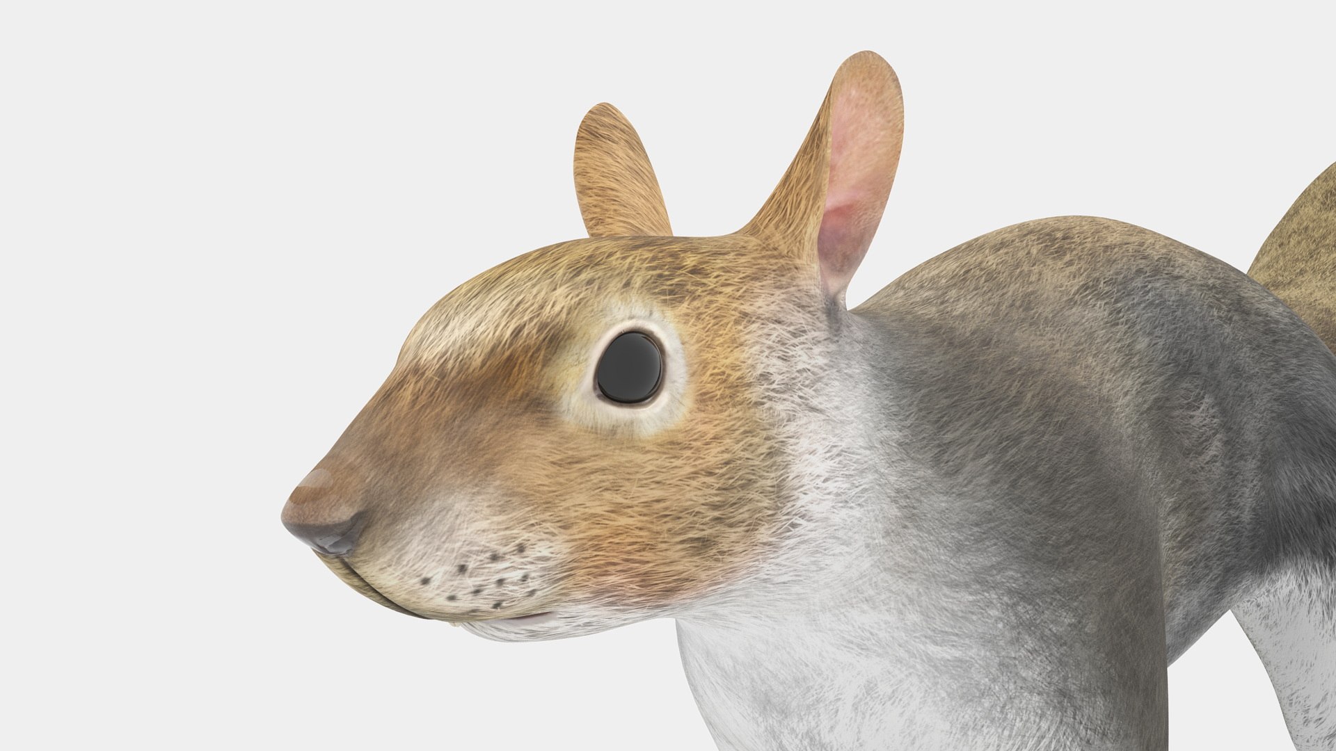 Gray Squirrel 3D https://p.turbosquid.com/ts-thumb/LF/zWorsU/2o/graysquirrelvray3dmodel017/jpg/1721772960/1920x1080/fit_q87/a721496358d0d72513a3cc99287a63adb7b910d0/graysquirrelvray3dmodel017.jpg