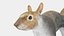 Gray Squirrel