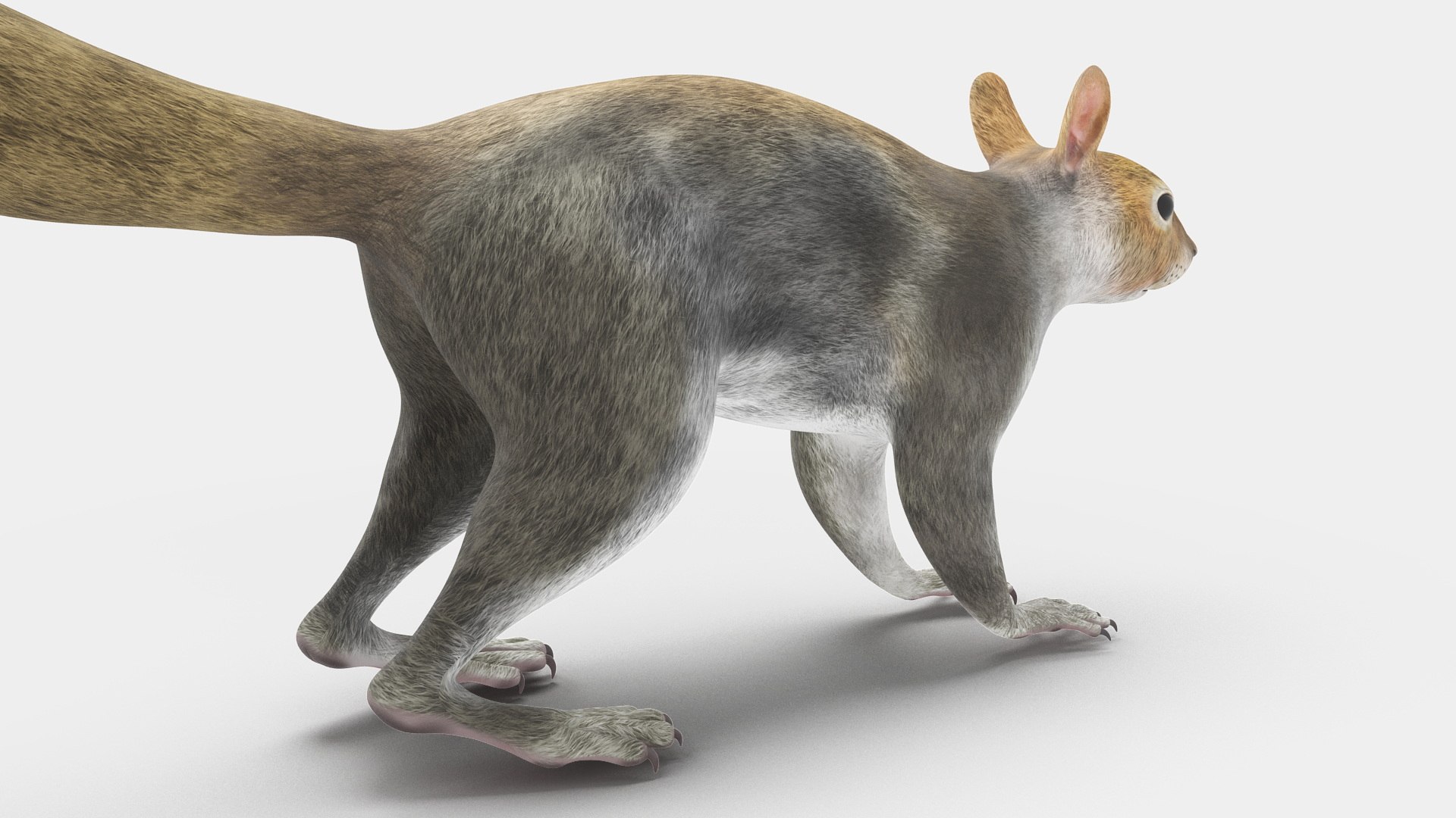 Gray Squirrel 3D https://p.turbosquid.com/ts-thumb/LF/zWorsU/3S/graysquirrelvray3dmodel016/jpg/1721772956/1920x1080/fit_q87/c88c256a1f0fb41bf8b544346abc2cdd251fb297/graysquirrelvray3dmodel016.jpg