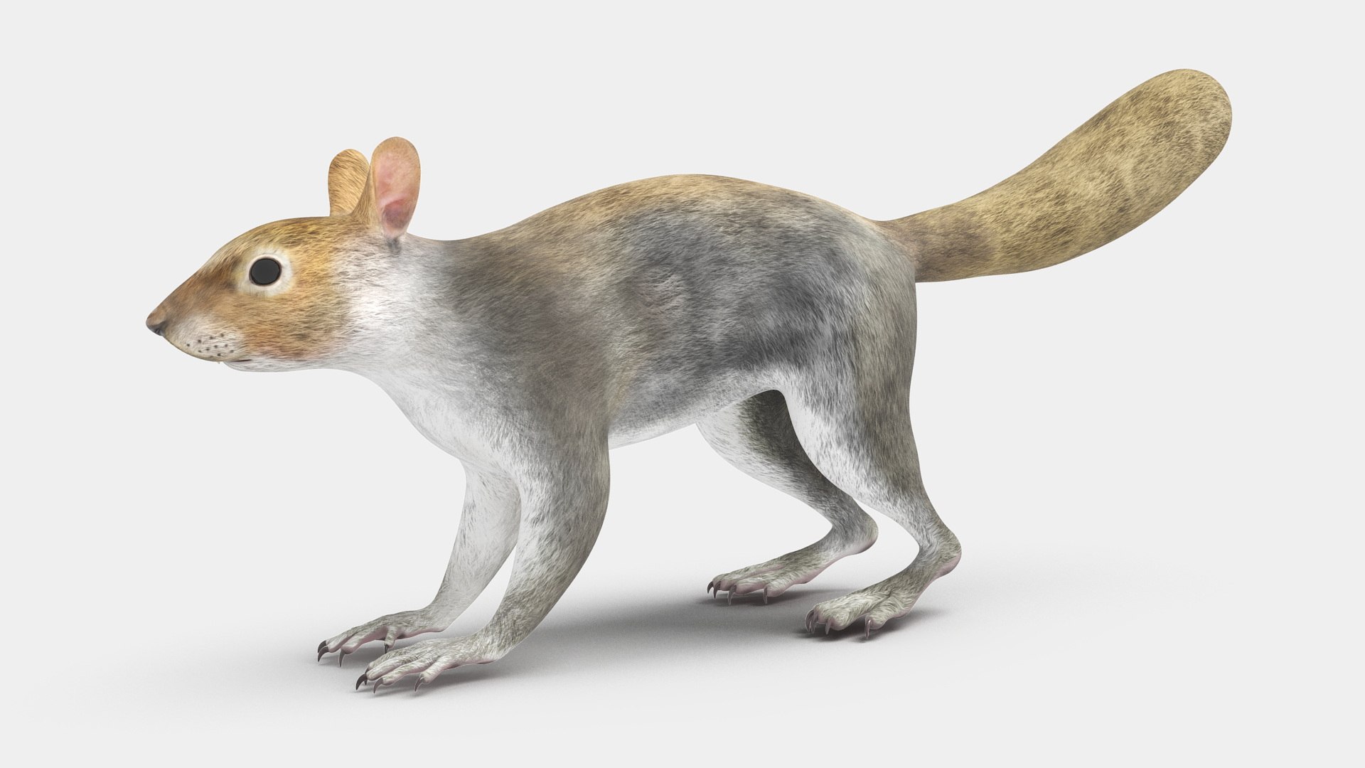 Gray Squirrel 3D model preview