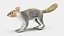 Gray Squirrel