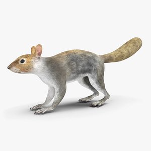 Gray Squirrel 3D
