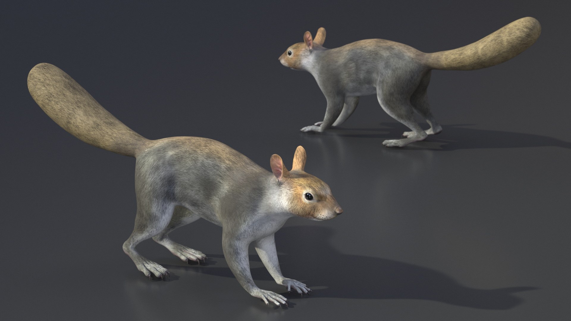 Gray Squirrel 3D https://p.turbosquid.com/ts-thumb/LF/zWorsU/HG/graysquirrelvray3dmodel014/jpg/1721772951/1920x1080/fit_q87/ea289a465a9fd3e8a73ff9340cd86f07460f4acf/graysquirrelvray3dmodel014.jpg